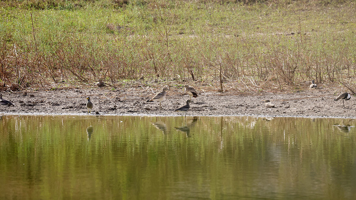 Senegal Thick-knee
